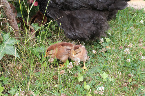 raising-chickens23